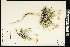  (Stenotus - CCDB-24795-B12)  @11 [ ] CreativeCommons - Attribution (2015) Agriculture and Agri-Food Canada Agriculture and Agri-Food Canada
