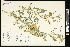  (Sphaerophysa - CCDB-24801-E05)  @11 [ ] CreativeCommons - Attribution (2015) Agriculture and Agri-Food Canada Agriculture and Agri-Food Canada