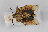  (Carpocoris pudicus - Het_inatura-WR_0125)  @14 [ ] CreativeCommons  Attribution Non-Commercial Share-Alike (2016) Wolfgang Rabitsch Wolfgang Rabitsch