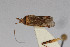  (Phytocoris sp. WR - Het_inatura-WR_0132)  @13 [ ] CreativeCommons  Attribution Non-Commercial Share-Alike (2016) Wolfgang Rabitsch Wolfgang Rabitsch