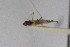  (Dicyphus sp. WR - Het_inatura-WR_0154)  @12 [ ] CreativeCommons  Attribution Non-Commercial Share-Alike (2016) Wolfgang Rabitsch Wolfgang Rabitsch