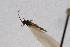  (Mecomma dispar - Het_inatura-WR_0217)  @12 [ ] CreativeCommons  Attribution Non-Commercial Share-Alike (2016) Wolfgang Rabitsch Wolfgang Rabitsch