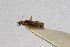  ( - Het_inatura-WR_0243)  @11 [ ] CreativeCommons  Attribution Non-Commercial Share-Alike (2016) Wolfgang Rabitsch Wolfgang Rabitsch