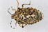  (Rhaphigaster nebulosa - Het_inatura-WR_0286)  @14 [ ] CreativeCommons  Attribution Non-Commercial Share-Alike (2016) Wolfgang Rabitsch Wolfgang Rabitsch