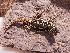  (Phymaturus spectabilis - CHIVC448)  @14 [ ] Copyright (2013) IADIZA IADIZA