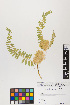  (Astragalus alopecurus - ASALAM15-010797)  @11 [ ] Copyright (2017) RAVA Regione Autonoma Valle d'Aosta - Aree protette - Museo regionale di Scienze naturali E. Noussan