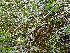  (Dactylorhiza cruenta - DACRCO11-040713)  @11 [ ] Copyright (2017) RAVA Regione Autonoma Valle d'Aosta - Aree protette - Museo regionale di Scienze naturali E. Noussan