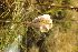  (Fritillaria meleagris - FRMEGSJ01-280616)  @11 [ ] Copyright (2017) RAVA Regione Autonoma Valle d'Aosta - Aree protette - Museo regionale di Scienze naturali E. Noussan