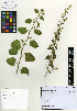  (Cryptocarpus pyriformis - SCE022)  @11 [ ] CreativeCommons - Attribution Non-Commercial No Derivatives (2015) Sofia Carvajal Endara Charles Darwin Foundation