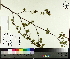  (Betula populifolia - TJD-009)  @11 [ ] CreativeCommons - Attribution Non-Commercial (2014) MTMG McGill University Herbarium