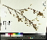  ( - TJD-011)  @11 [ ] CreativeCommons - Attribution Non-Commercial (2014) MTMG McGill University Herbarium