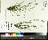  (Carex communis - TJD-026)  @11 [ ] CreativeCommons - Attribution Non-Commercial (2014) MTMG McGill University Herbarium