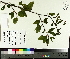  ( - TJD-048)  @11 [ ] CreativeCommons - Attribution Non-Commercial (2014) MTMG McGill University Herbarium