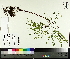  ( - TJD-475)  @11 [ ] CreativeCommons - Attribution Non-Commercial (2014) MTMG McGill University Herbarium