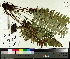  ( - TJD-476)  @11 [ ] CreativeCommons - Attribution Non-Commercial (2014) MTMG McGill University Herbarium