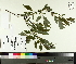  (Salix discolor - TJD-067)  @11 [ ] CreativeCommons - Attribution Non-Commercial (2014) MTMG McGill University Herbarium