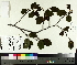  ( - TJD-075)  @11 [ ] CreativeCommons - Attribution Non-Commercial (2014) MTMG McGill University Herbarium