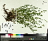  ( - TJD-080)  @11 [ ] CreativeCommons - Attribution Non-Commercial (2014) MTMG McGill University Herbarium