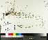  (Poa pratensis ssp pratensis - TJD-091)  @11 [ ] CreativeCommons - Attribution Non-Commercial (2014) MTMG McGill University Herbarium