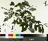  (Salix discolor x eriocephala - TJD-092)  @11 [ ] CreativeCommons - Attribution Non-Commercial (2014) MTMG McGill University Herbarium