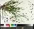  (Carex communis var. communis - TJD-111)  @11 [ ] CreativeCommons - Attribution Non-Commercial (2014) MTMG McGill University Herbarium