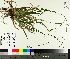  ( - TJD-130)  @11 [ ] CreativeCommons - Attribution Non-Commercial (2014) MTMG McGill University Herbarium