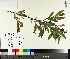  ( - TJD-135)  @11 [ ] CreativeCommons - Attribution Non-Commercial (2014) MTMG McGill University Herbarium