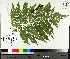  (Dryopteris goldiana - TJD-493)  @11 [ ] CreativeCommons - Attribution Non-Commercial (2014) MTMG McGill University Herbarium