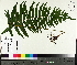  (Diplazium pycnocarpon - TJD-494)  @11 [ ] CreativeCommons - Attribution Non-Commercial (2014) MTMG McGill University Herbarium