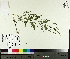  ( - TJD-353)  @11 [ ] CreativeCommons - Attribution Non-Commercial (2014) MTMG McGill University Herbarium