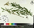  (Solidago canadensis var. canadensis - TJD-355)  @11 [ ] CreativeCommons - Attribution Non-Commercial (2014) MTMG McGill University Herbarium