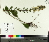  ( - TJD-375)  @11 [ ] CreativeCommons - Attribution Non-Commercial (2014) MTMG McGill University Herbarium