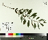  ( - TJD-379)  @11 [ ] CreativeCommons - Attribution Non-Commercial (2014) MTMG McGill University Herbarium