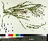  (Panicum capillare - TJD-383)  @11 [ ] CreativeCommons - Attribution Non-Commercial (2014) MTMG McGill University Herbarium