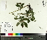 ( - TJD-384)  @11 [ ] CreativeCommons - Attribution Non-Commercial (2014) MTMG McGill University Herbarium