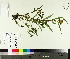  ( - TJD-390)  @11 [ ] CreativeCommons - Attribution Non-Commercial (2014) MTMG McGill University Herbarium