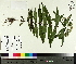  ( - TJD-399)  @11 [ ] CreativeCommons - Attribution Non-Commercial (2014) MTMG McGill University Herbarium