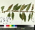  ( - TJD-412)  @11 [ ] CreativeCommons - Attribution Non-Commercial (2014) MTMG McGill University Herbarium
