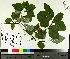  ( - TJD-419)  @11 [ ] CreativeCommons - Attribution Non-Commercial (2014) MTMG McGill University Herbarium