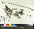  ( - TJD-429)  @11 [ ] CreativeCommons - Attribution Non-Commercial (2014) MTMG McGill University Herbarium