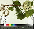  ( - TJD-449)  @11 [ ] CreativeCommons - Attribution Non-Commercial (2014) MTMG McGill University Herbarium