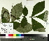  ( - TJD-454)  @11 [ ] CreativeCommons - Attribution Non-Commercial (2014) MTMG McGill University Herbarium