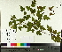  (Acer tataricum subsp. ginnala - TJD-557)  @11 [ ] CreativeCommons - Attribution Non-Commercial (2014) MTMG McGill University Herbarium