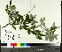  (Salix humilis - TJD-573)  @11 [ ] CreativeCommons - Attribution Non-Commercial (2014) MTMG McGill University Herbarium