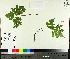  ( - TJD-586)  @11 [ ] CreativeCommons - Attribution Non-Commercial (2014) MTMG McGill University Herbarium