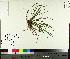  (Carex digitalis - TJD-589)  @11 [ ] CreativeCommons - Attribution Non-Commercial (2014) MTMG McGill University Herbarium