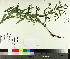  ( - TJD-591)  @11 [ ] CreativeCommons - Attribution Non-Commercial (2014) MTMG McGill University Herbarium