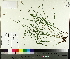  (Carex tribuloides var. tribuloides - TJD-596)  @11 [ ] CreativeCommons - Attribution Non-Commercial (2014) MTMG McGill University Herbarium