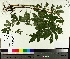  (Agrimonia striata - TJD-608)  @11 [ ] CreativeCommons - Attribution Non-Commercial (2014) MTMG McGill University Herbarium