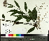  ( - TJD-612)  @11 [ ] CreativeCommons - Attribution Non-Commercial (2014) MTMG McGill University Herbarium